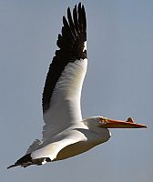 Consider the Christian Symbolism of the Pelican