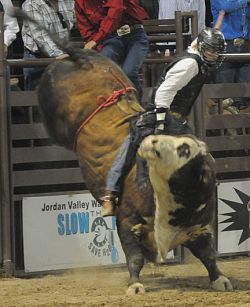 Bulls and broncs bucking for the building fund