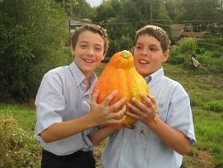Harvesting from the Heart at St. Vincent