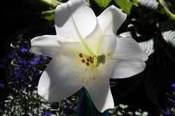 Obispo Wester y la Pascua