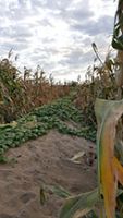 For the least of my brethren: Caring for creation in Malawi, Africa