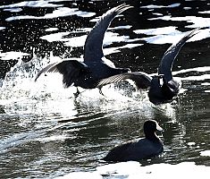 Lenten Intention: Letting God's Goodness Land in My Life