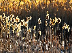 God's Golden Gift: Friendship and the Words of Others