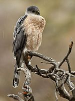 Elusive Chickadees, a Proud Hawk, and Lessons from God All Part of a Wander in the Wilderness