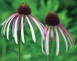 School's Outdoor Classroom/Nature Preserve Provides a Place of Peace 