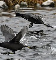 Birds of Dull Plumage Provide A Lesson in Beauty
