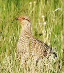 Bird-Watching Sparks Thoughts on Religion and Values